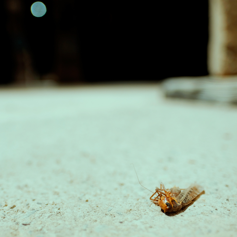 _DSF0848_jpg_modsq_800